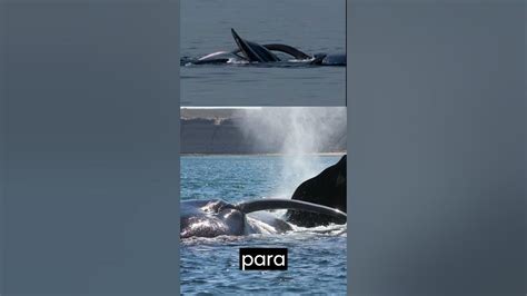 Cuál es el Tamaño del Pene de una Ballena